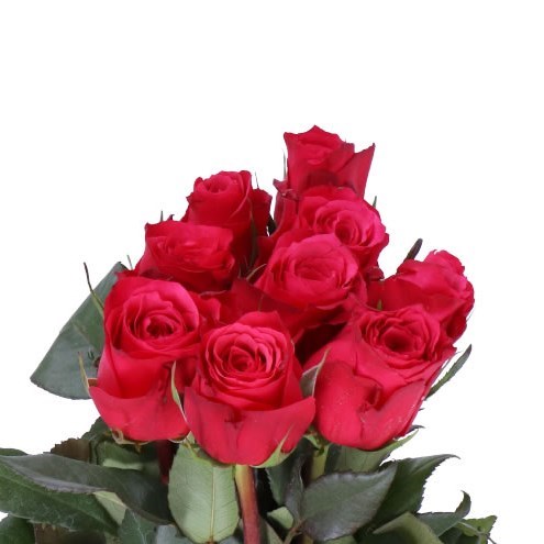 ROSE CHERRYO (SMALL HEADS)