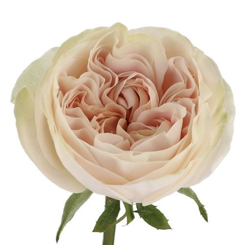 ROSE CHIFFON
