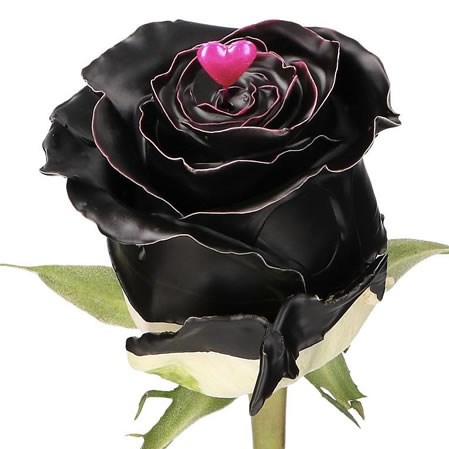 ROSE CHOCO BLACK BEAUTY (WAXED)