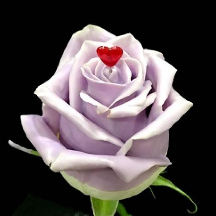 ROSE CHOCO LILAC LOVE R397