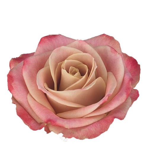 ROSE CLASSY ALISON 50cm Wholesale Dutch Flowers & Florist Supplies UK