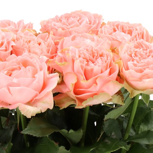 ROSE COUNTRY SPIRIT CORAL GIRL