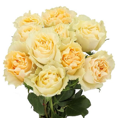 ROSE CREAM CARPE DIEM (SMALL HEADED) 40cm Wholesale Dutch Flowers