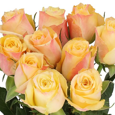 ROSE CREMOSA