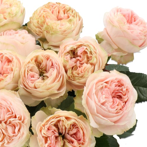 ROSE CUDDLE