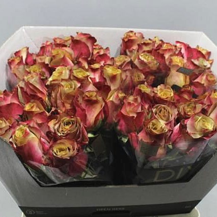 ROSE DARK CAPPUCCINO