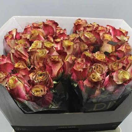 ROSE DARK CAPPUCCINO