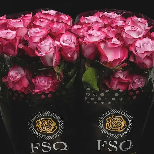 ROSE DEEP PURPLE (ECUADOR LARGE HEADS)