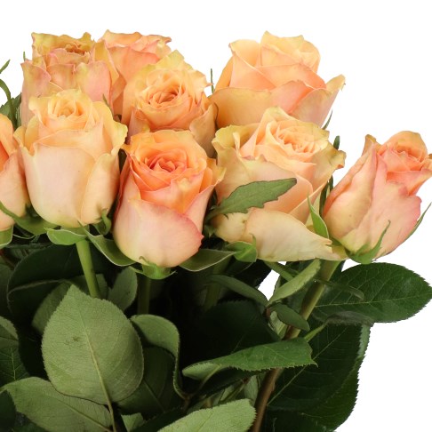 ROSE DESERT ROSE