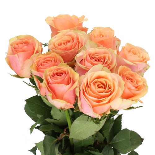 ROSE DIVIDEND (SMALL HEADS)