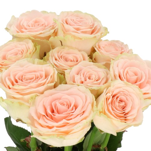 ROSE DORIS DAY (SMALL HEADS)