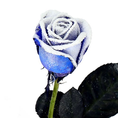 ROSE DYED BLUE + FROST