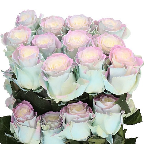 ROSE DYED SWEET AURORA (ECUADORIAN) 50cm Wholesale Dutch Flowers