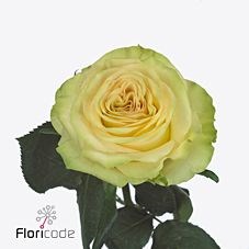 ROSE DYNAMIC
