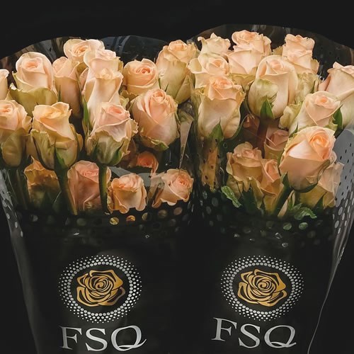 ROSE ECUADOR (ECUADOR LARGE HEADS)