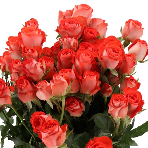 ROSE FERUZA