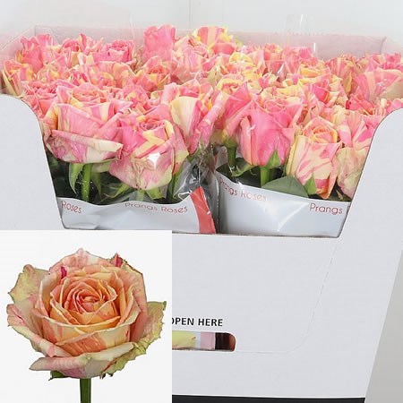 ROSE FIESTA 50cm | Wholesale Dutch Flowers & Florist Supplies UK