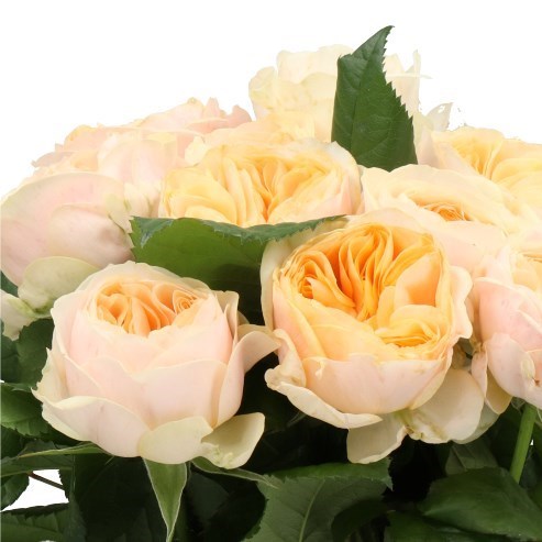 ROSE FREYA GARDENS