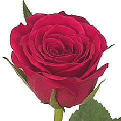 ROSE FUCHSIANA 40cm (SMALL HEADED)