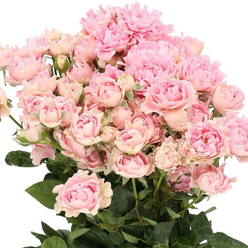 ROSE GARDEN ASHTAG TROPHY