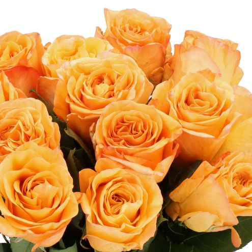 ROSE GARDEN CAPRICCIO
