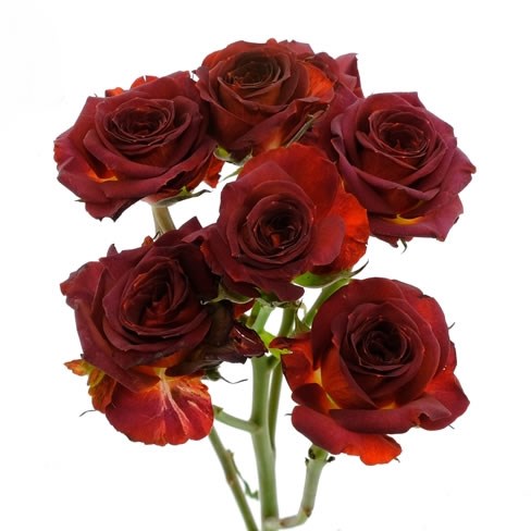 ROSE GARDEN CHOCOCCINO (SPRAY)