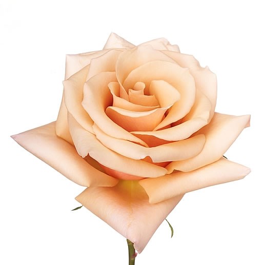 ROSE GARDEN MOTHER OF PEARL