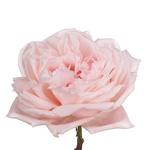ROSE GARDEN PRINCESS HITOMI
