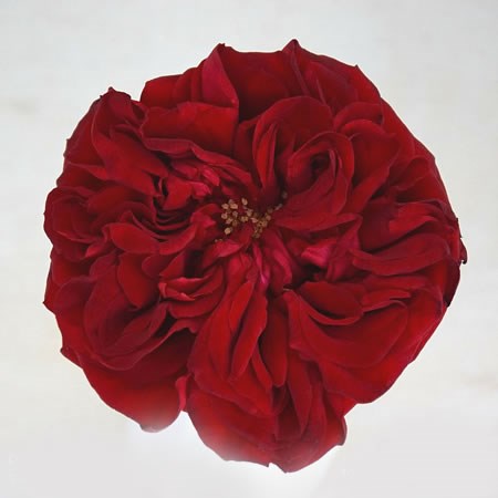 ROSE GARDEN - RED ELEGANCE