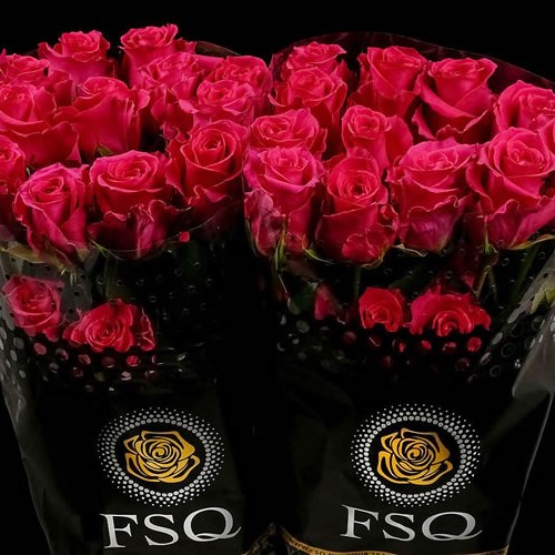 ROSE GOTCHA (ECUADOR LARGE HEADS)