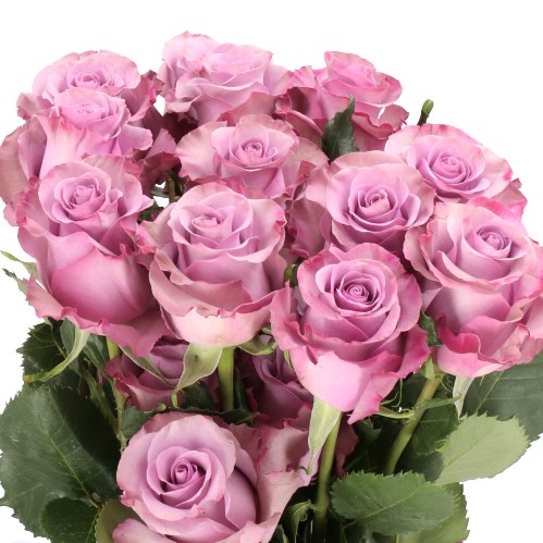 ROSE GOVINDA (ECUADOR LARGE HEADS)
