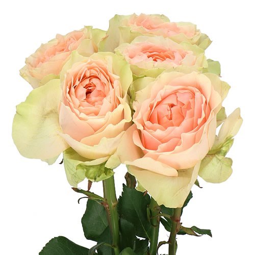 ROSE GRAVITY (SMALL HEADS)