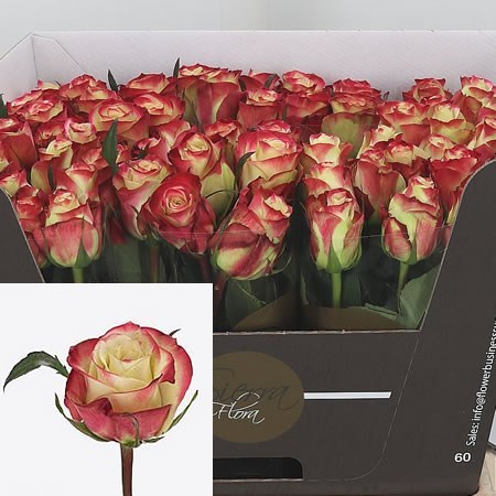 ROSE HER MAJESTY