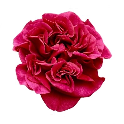 ROSE HERMANOS