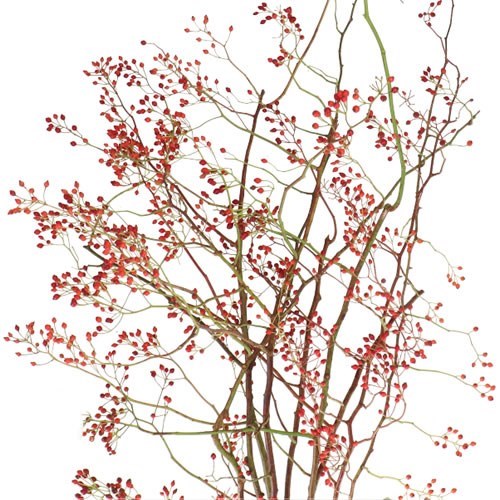 ROSE HIPS CORALLO