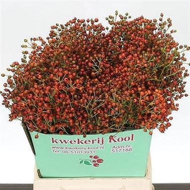 ROSE HIPS FAIR JEWEL