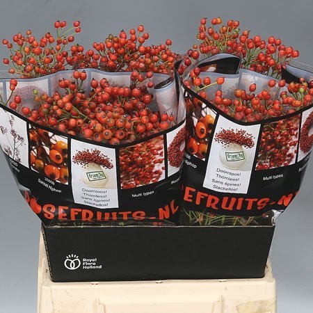 ROSE HIPS FAIR JEWEL