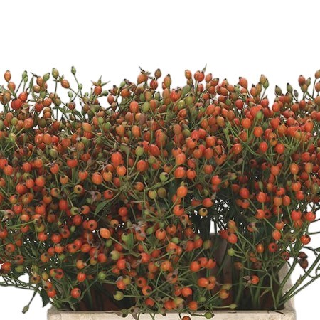 ROSE HIPS MAGICAL MIRACLE