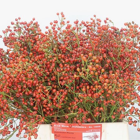 ROSE HIPS PLENTY