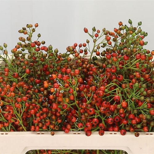 ROSE HIPS PRINSBERRY FIRE