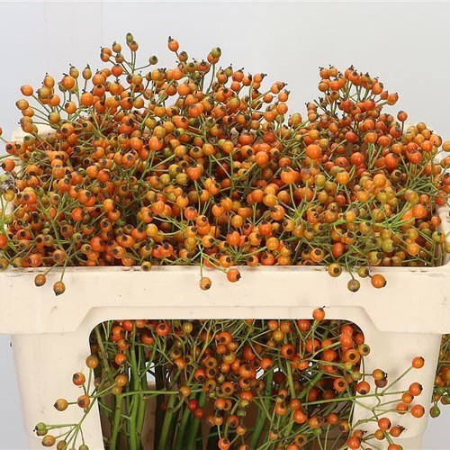 ROSE HIPS PRINSBERRY ORANGE