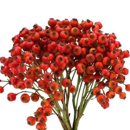 ROSE HIPS RED HOOIJDONK