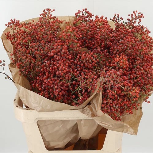 ROSE HIPS ROSEFRUITS ELITE