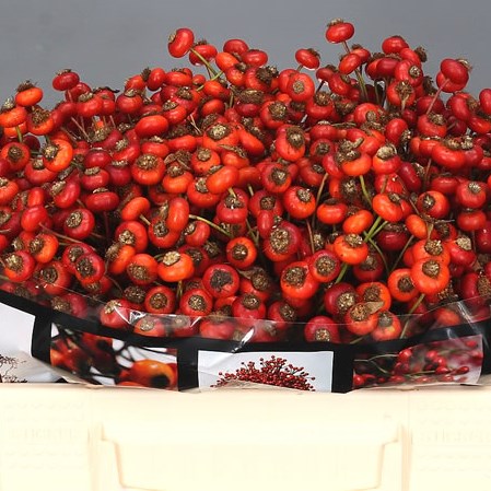 ROSE HIPS SENSATIONAL FANTASY