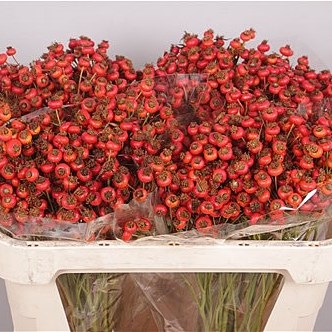 ROSE HIPS SENSATIONAL FANTASY