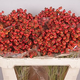 ROSE HIPS SENSATIONAL FANTASY
