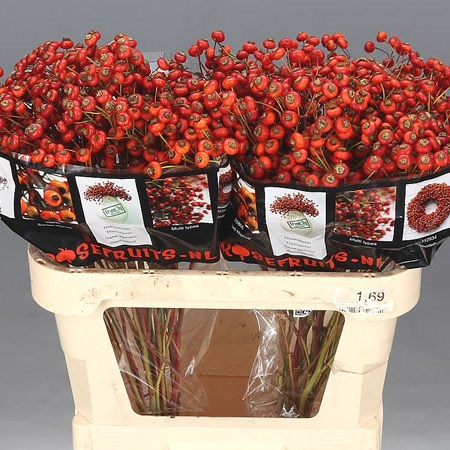 ROSE HIPS SENSATIONAL FANTASY