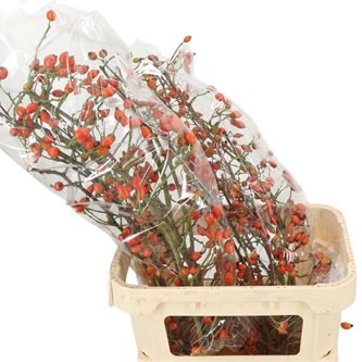 ROSE HIPS ZAFFIRO