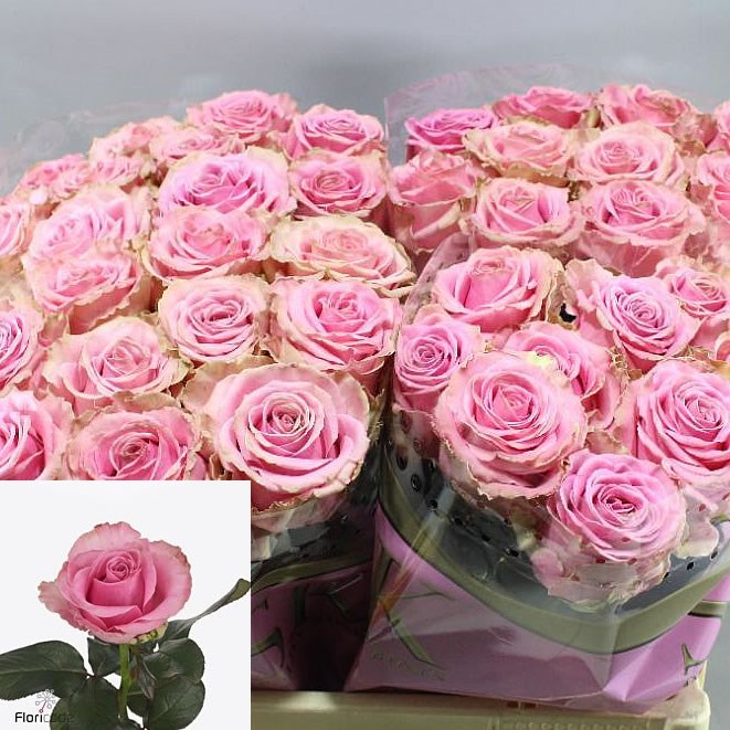 ROSE HONEY AVALANCHE