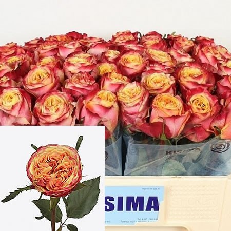 ROSE HURRICANE